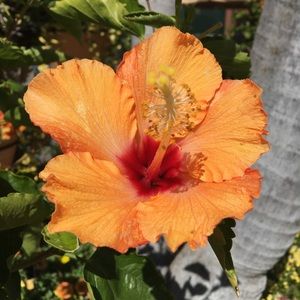 Meet your Posher, 🌈Aloha Treasures🌺